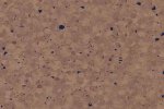 Коммерческое помещение из ПВХ 0698 Cacao_1
